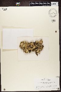 Cetrelia chicitae image