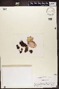 Melanohalea olivacea image