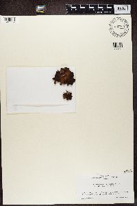 Dermatocarpon miniatum image