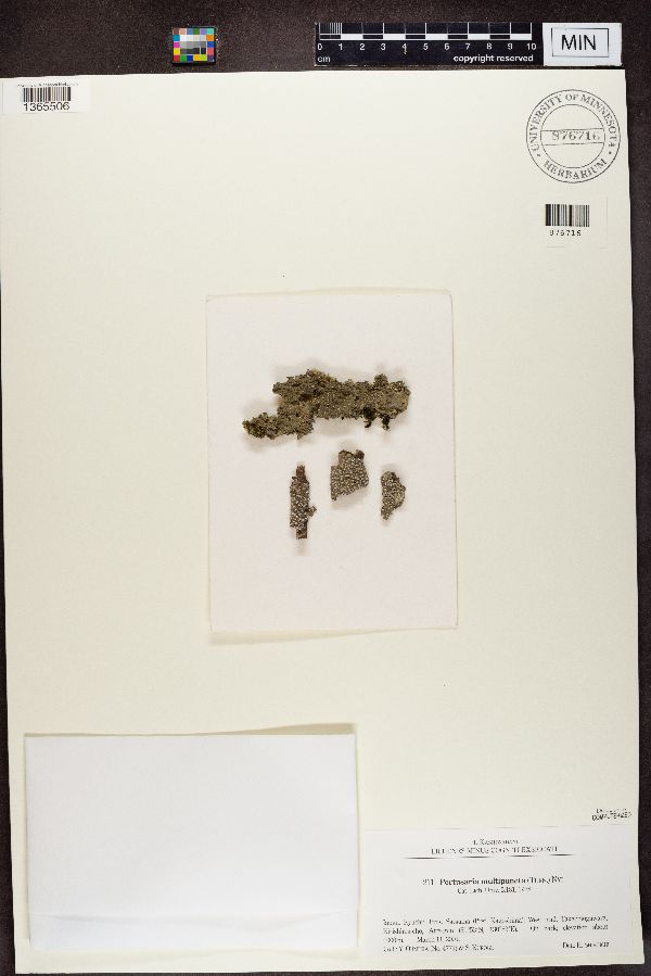 Pertusaria multipuncta image