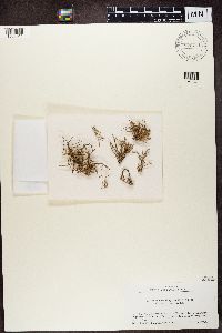 Ramalina siliquosa image