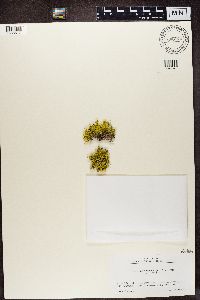 Letharia columbiana image