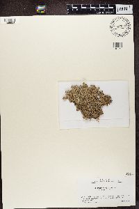 Parmelia squarrosa image