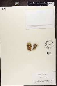 Ramalina farinacea image