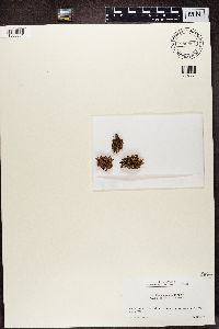 Ramalina pumila image