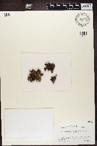 Media resource of Tuckermannopsis americana