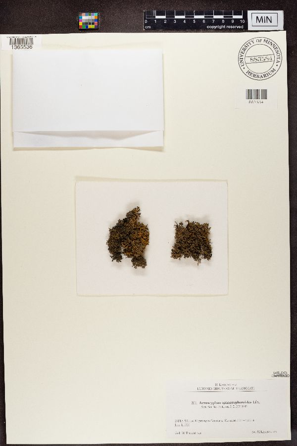 Acroscyphus sphaerophoroides image