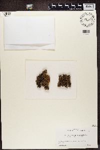Image of Acroscyphus sphaerophoroides