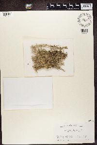 Cladonia crispata image