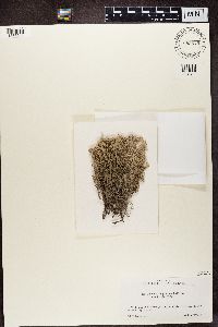 Cladonia rangiferina image