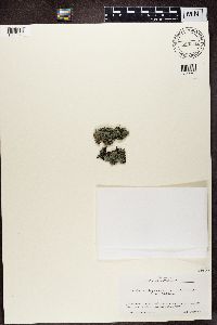 Coccocarpia palmicola image