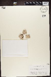 Lecanora caesiorubella image