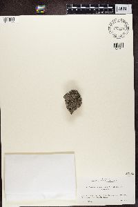 thumbnail image of current specimen