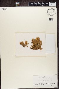 Thumbnail image of current specimen