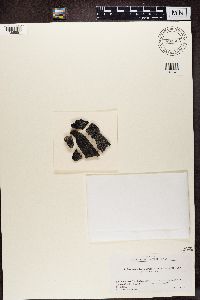 Rhizocarpon badioatrum image