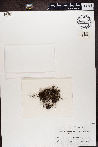 Bryoria furcellata image