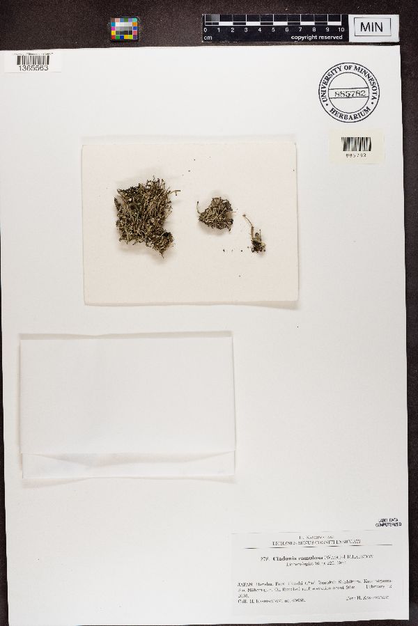 Cladonia ramulosa image