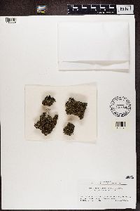 Cladonia strepsilis image