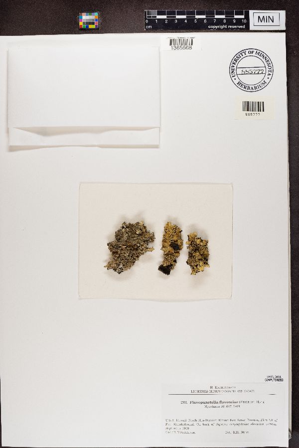 Flavopunctelia flaventior image