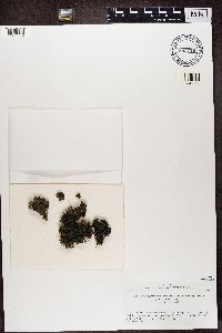 Leptogium moluccanum image