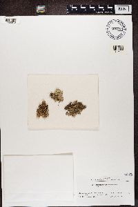 Parmelia squarrosa image