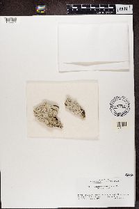 Varicellaria velata image