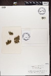 Punctelia subflava image