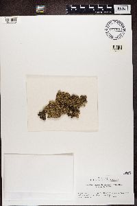 Xanthoparmelia coreana image