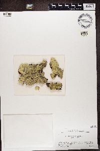 Flavoparmelia caperata image