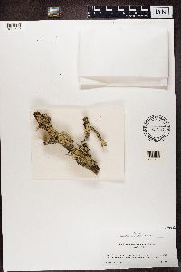 Flavoparmelia caperata image