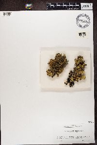 Flavopunctelia flaventior image