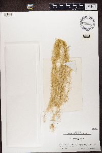 Usnea longissima image