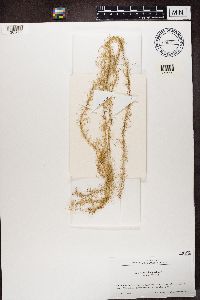 Usnea longissima image