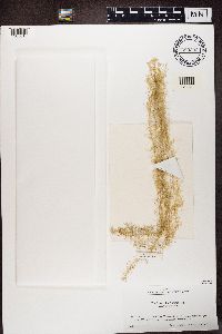 Usnea longissima image