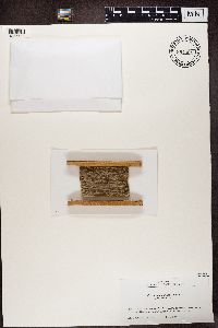 Calicium glaucellum image