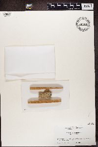 Calicium salicinum image