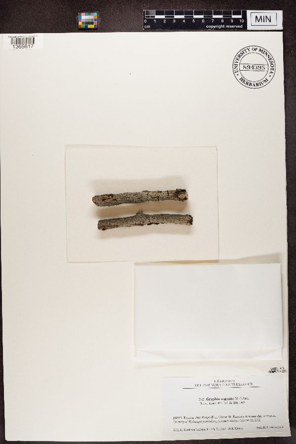 Graphis cognata image