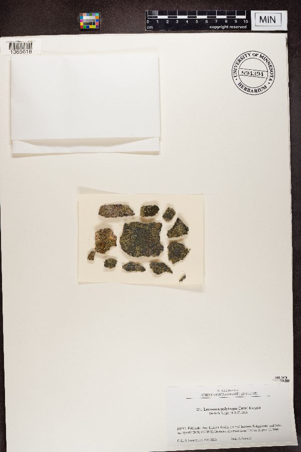 Lecanora polytropa image