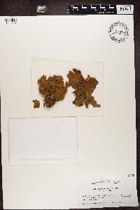 Lobaria retigera image