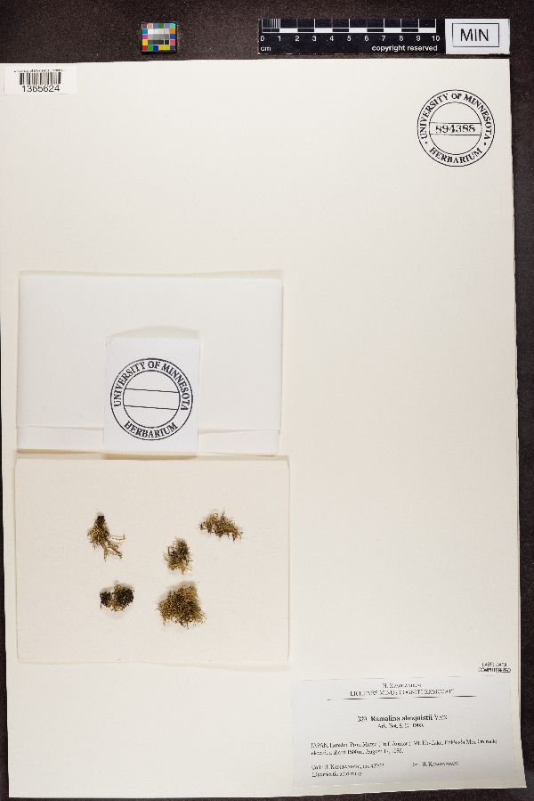 Ramalina almquistii image