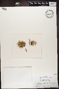 Ramalina sinensis image