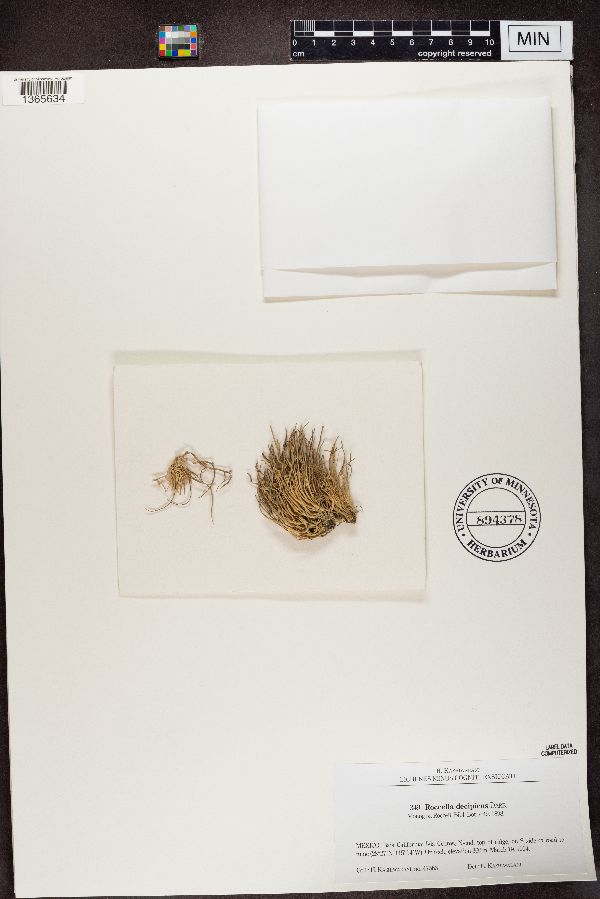 Roccella decipiens image