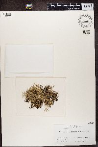 Everniastrum cirrhatum image