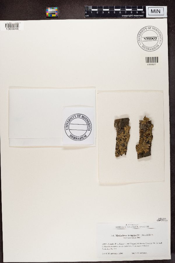 Myelochroa irrugans image