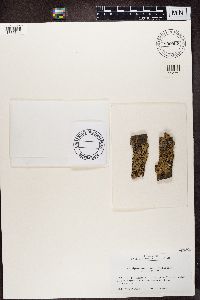 Media resource of Myelochroa irrugans