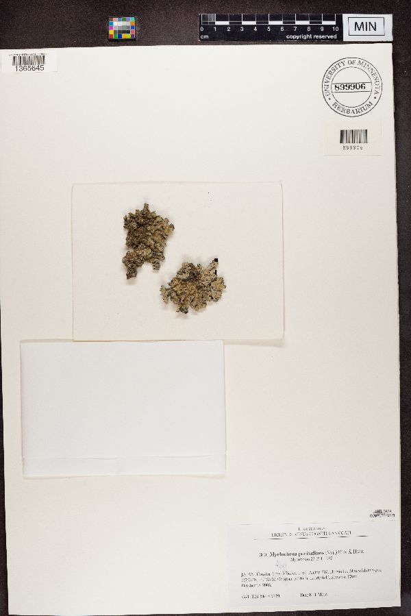 Myelochroa perisidians image