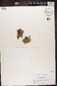 Media resource of Myelochroa perisidians