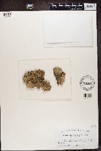 Parmotrema subtinctorium image