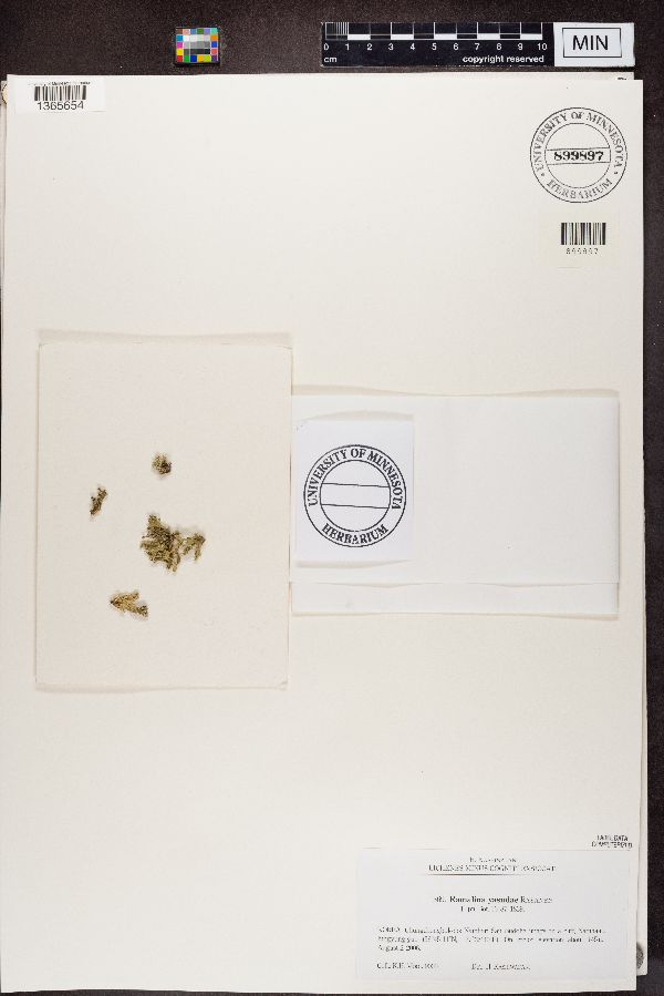 Ramalina yasudae image