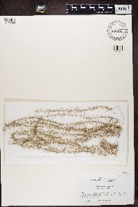 Usnea longissima image